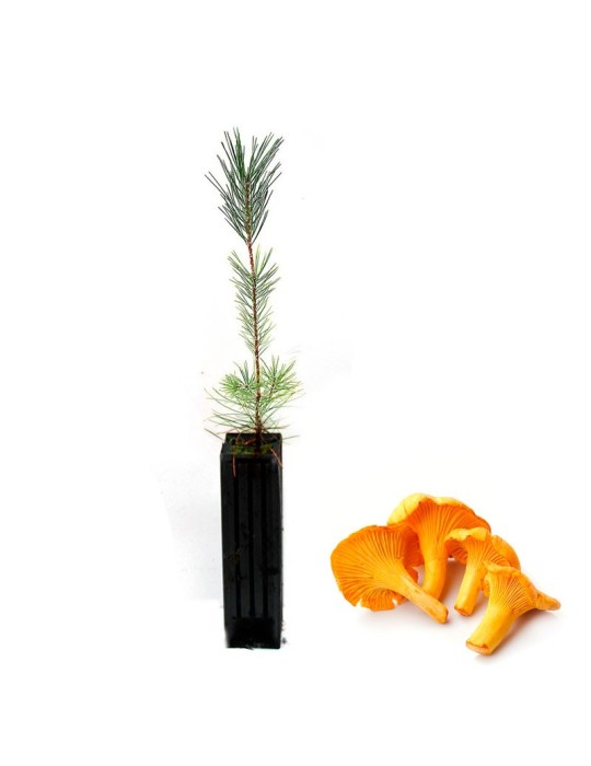 Pinus nigra mit Cantharellus cibarius Mykorrhiza - 12, 48, 6 Stk Pinus nigra mit Cantharellus cibarius Mykorrhiza - 12, 48, 6 Stk