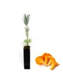 Pinus nigra micorrizato Cantharellus cibarius - 12, 48, 6 pz