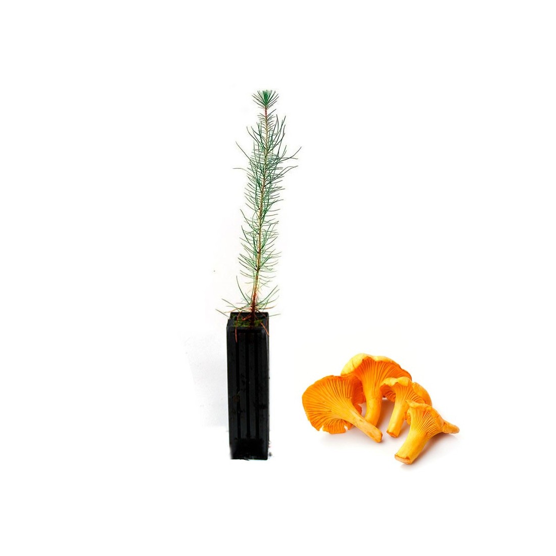 Pinus pinaster mycorhizé Cantharellus cibarius 12-48 unités Pinus pinaster mycorhizé Cantharellus cibarius 12-48 unités