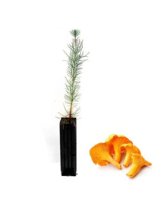 Pinus pinaster mit Cantharellus cibarius Mykorrhiza 12-48 Stk Pinus pinaster mit Cantharellus cibarius Mykorrhiza 12-48 Stk