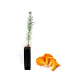 Pinus pinaster micorrizado Cantharellus cibarius