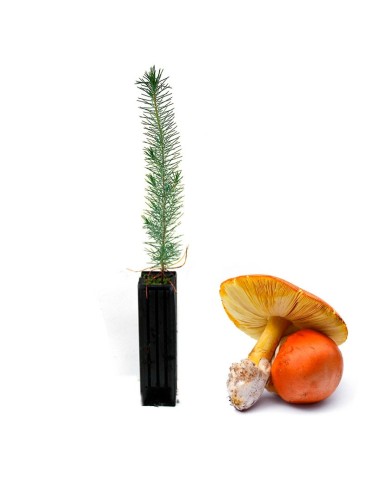 Pinus Pinea Mycorhizé avec Amanita Caesarea - 12, 48, 6 unités