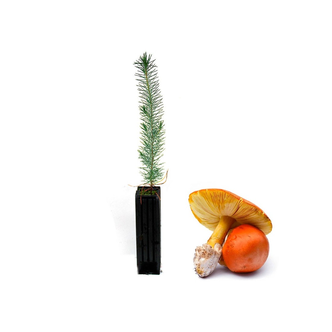 Pinus Pinea Mycorhizé avec Amanita Caesarea - 12, 48, 6 unités Pinus Pinea Mycorhizé avec Amanita Caesarea - 12, 48, 6 unités