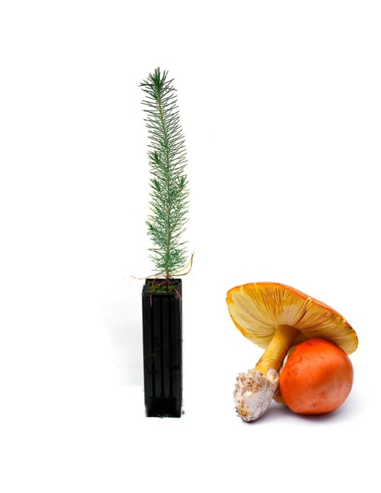 Pinus Pinea Micorrizato con Amanita Caesarea - 12, 48, 6 pz Pinus Pinea Micorrizato con Amanita Caesarea - 12, 48, 6 pz