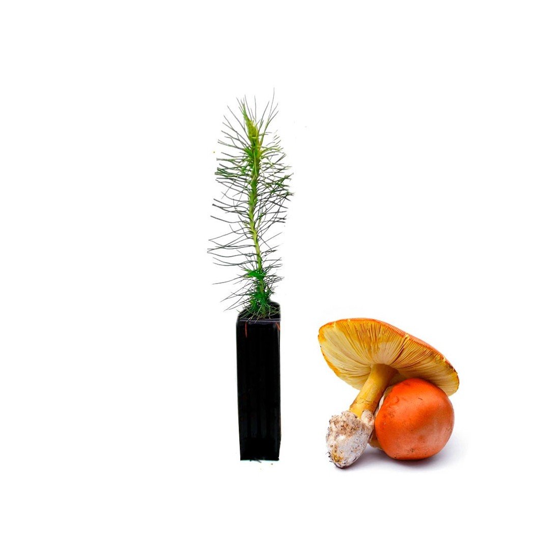 Pinus radiata mycorrhized with Amanita caesarea - 12, 48, 6 pcs Pinus radiata mycorrhized with Amanita caesarea - 12, 48, 6 pcs