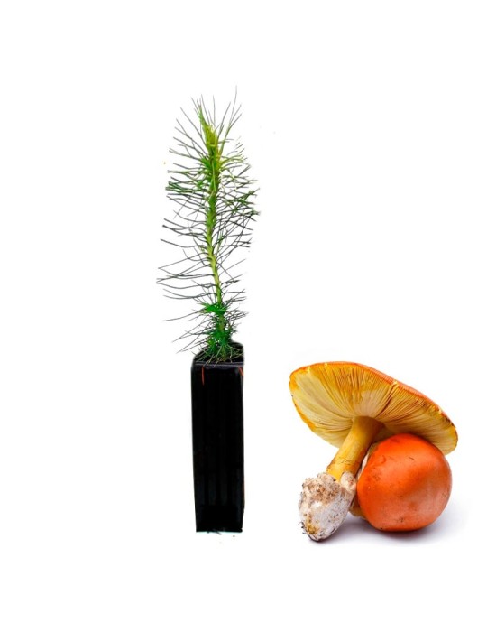 Pinus radiata mycorhizé avec Amanita caesarea - 12, 48, 6 unités Pinus radiata mycorhizé avec Amanita caesarea - 12, 48, 6 unités