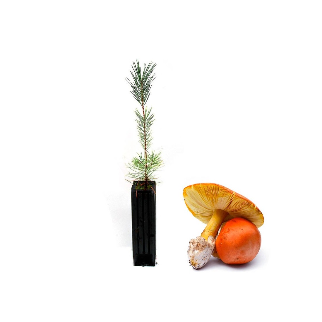 Pinus Nigra mit Amanita Mykorrhiza - Gesundes Wachstum Pinus Nigra mit Amanita Mykorrhiza - Gesundes Wachstum