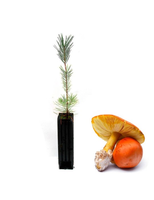 Pinus Nigra Mycorhizé avec Amanite - Croissance Saine Pinus Nigra Mycorhizé avec Amanite - Croissance Saine