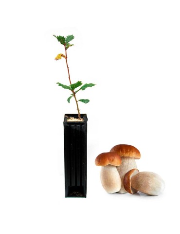 Quercus faginea micorrizado com Boletus edulis - 12 unid