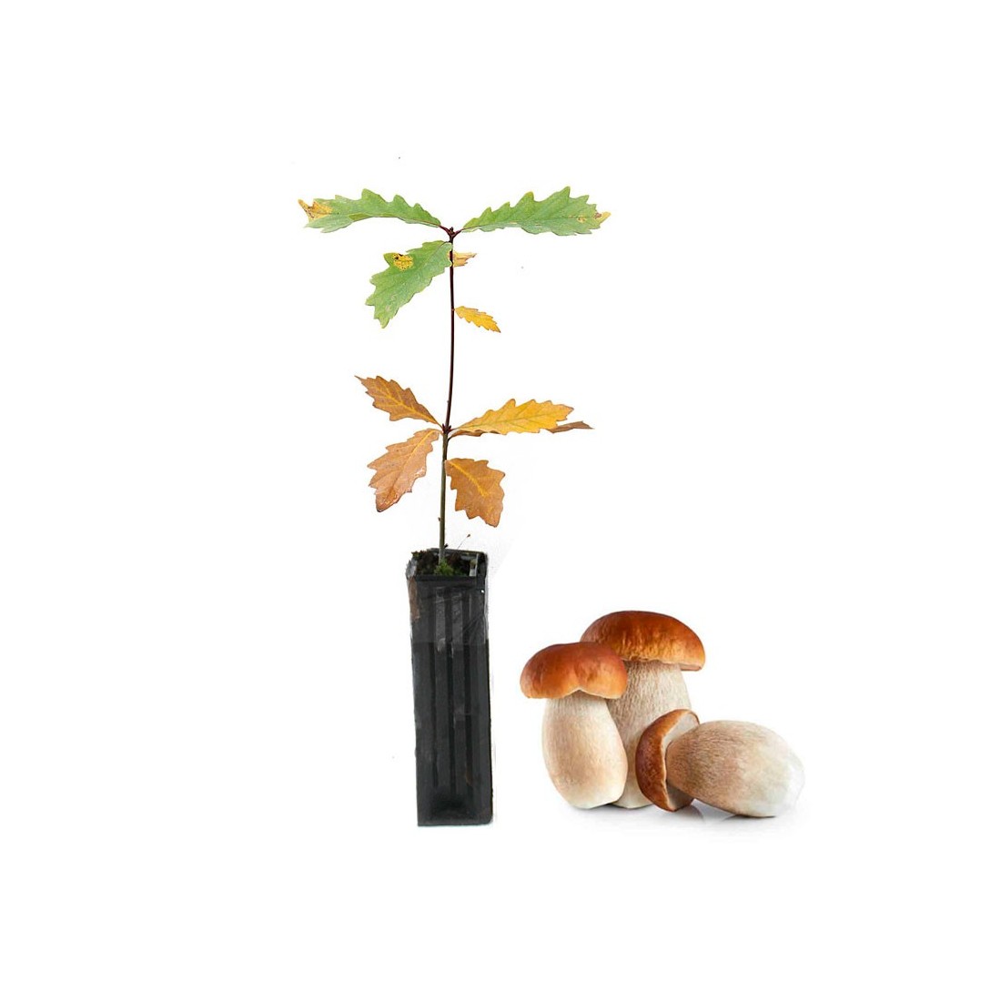 Quercus pyrenaica micorrizato - 12 e 6 pezzi disponibili Quercus pyrenaica micorrizato - 12 e 6 pezzi disponibili