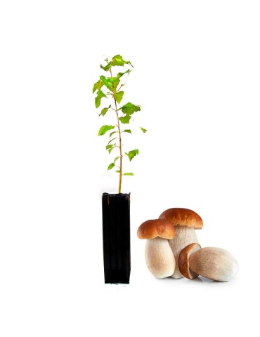 Bétula Pubescens Micorrizada con Boletus Edulis - 12 uds