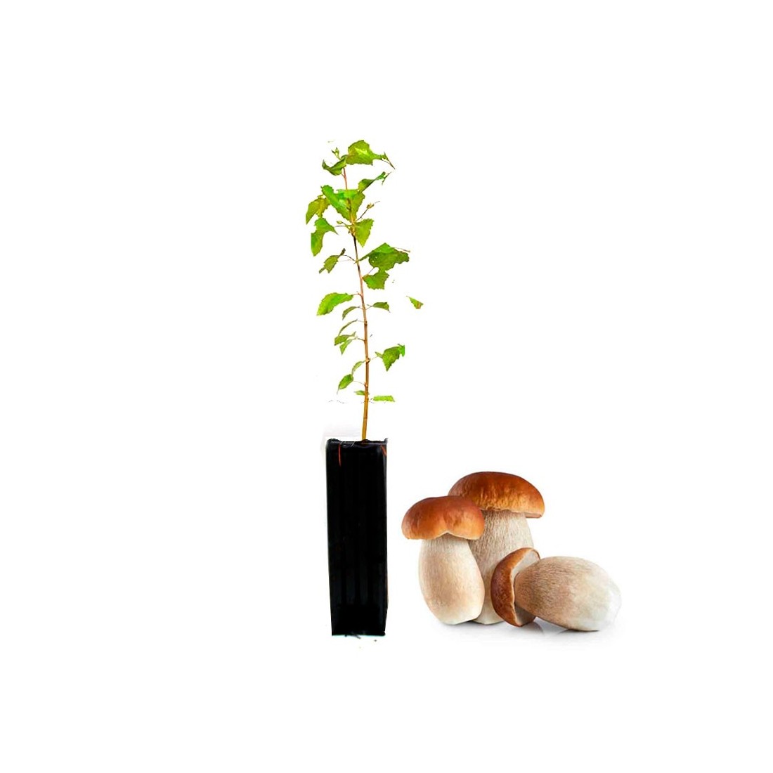 Bétula Pubescens Mycorhizée avec Boletus Edulis - 12 pcs Bétula Pubescens Mycorhizée avec Boletus Edulis - 12 pcs