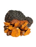 Chaga deshidratado