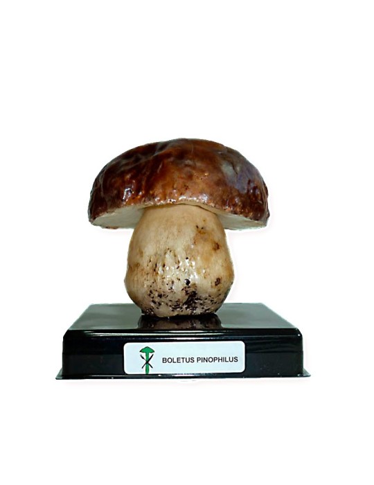 Gefriergetrocknete Pilz-Replik - Natürlicher, gesunder Geschmack