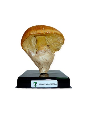 Freeze-Dried Mushroom Replica - Natural and Healthy Flavor