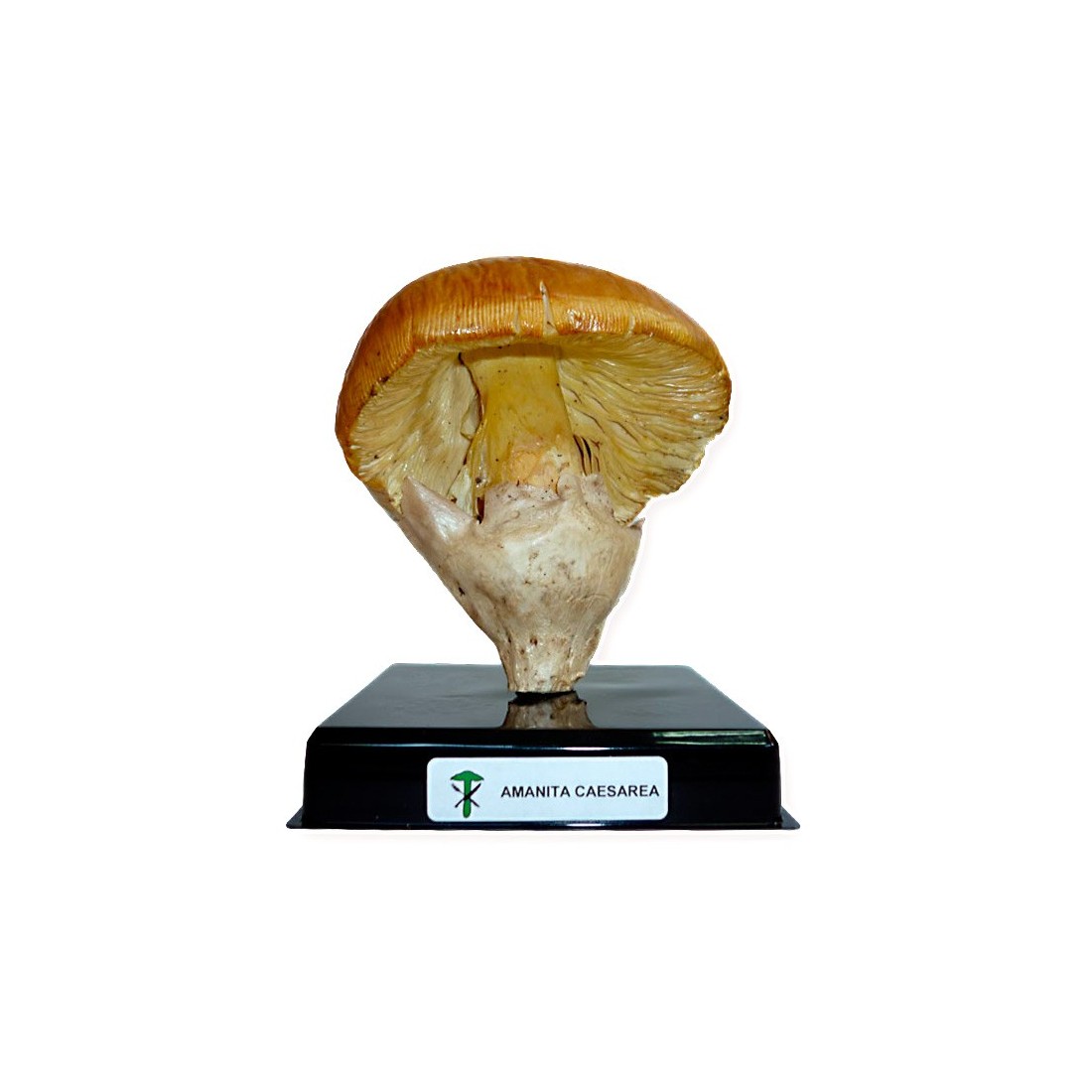 Freeze-Dried Mushroom Replica - Natural and Healthy Flavor Freeze-Dried Mushroom Replica - Natural and Healthy Flavor