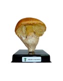 Réplica de Seta Liofilizada - Sabor Natural y Saludable