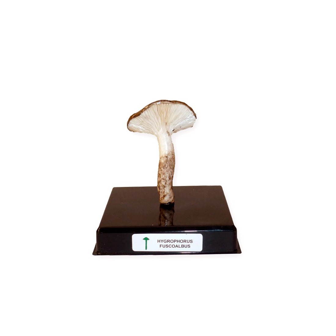 Replica di Fungo Liofilizzato - Gusto Naturale e Sano