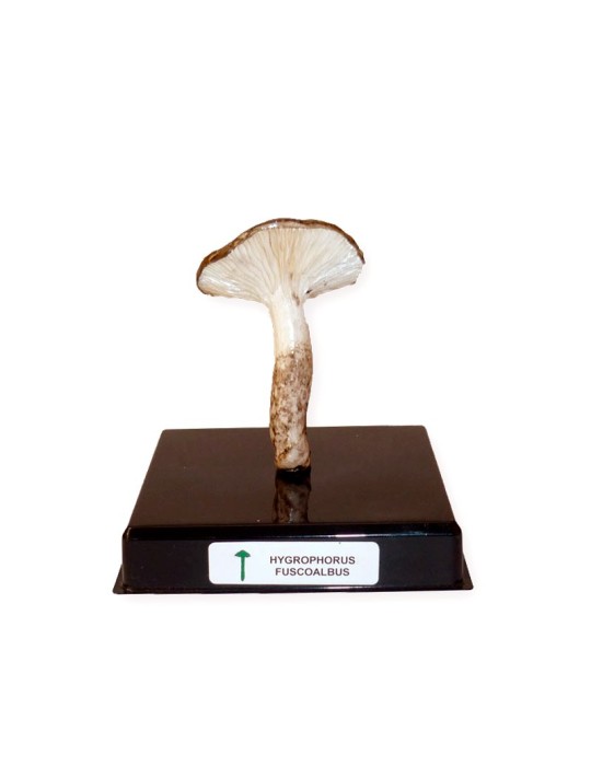 Replica di Fungo Liofilizzato - Gusto Naturale e Sano