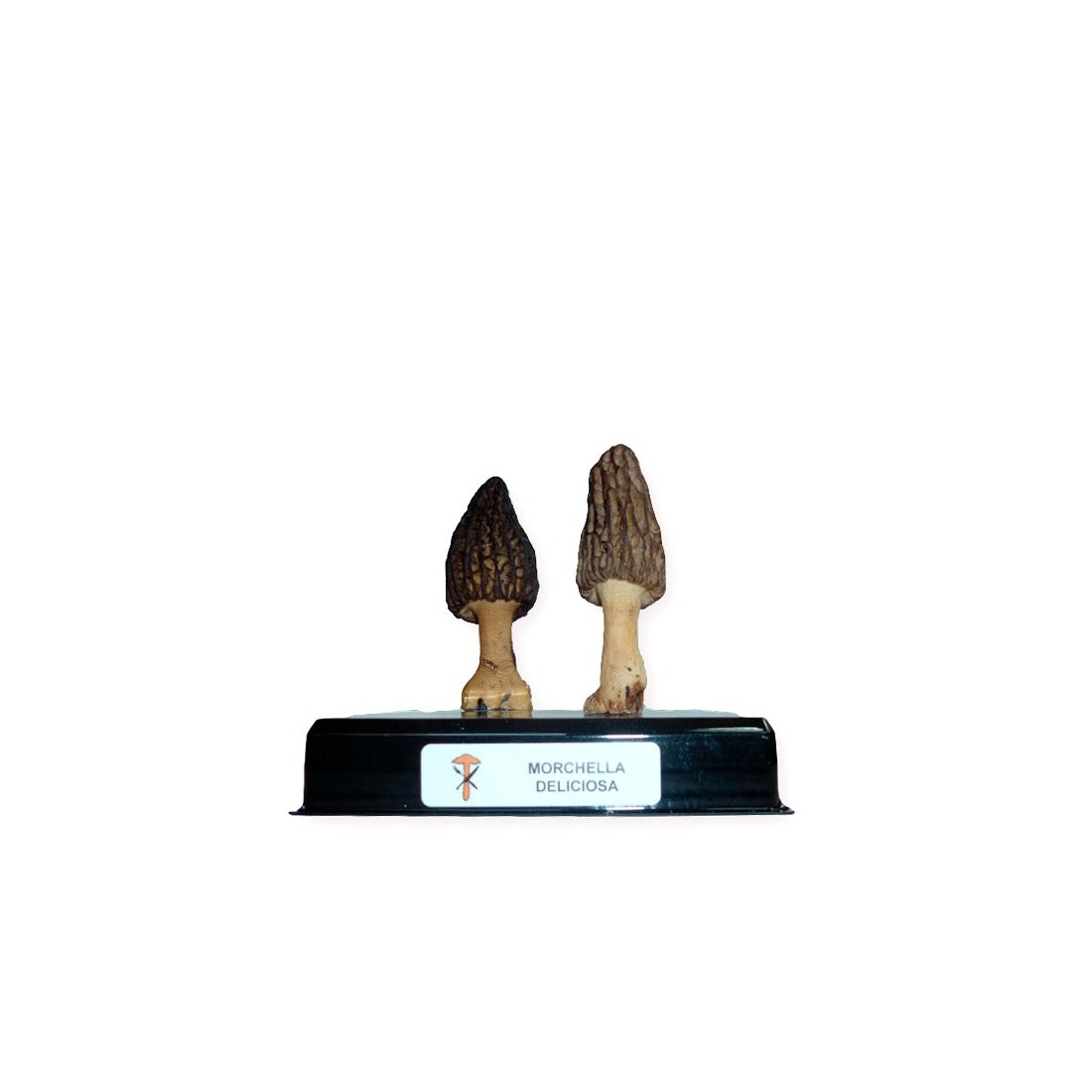 Replica di Fungo Liofilizzato - Gusto Naturale e Sano