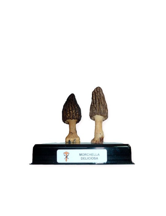 Freeze-Dried Mushroom Replica - Natural and Healthy Flavor