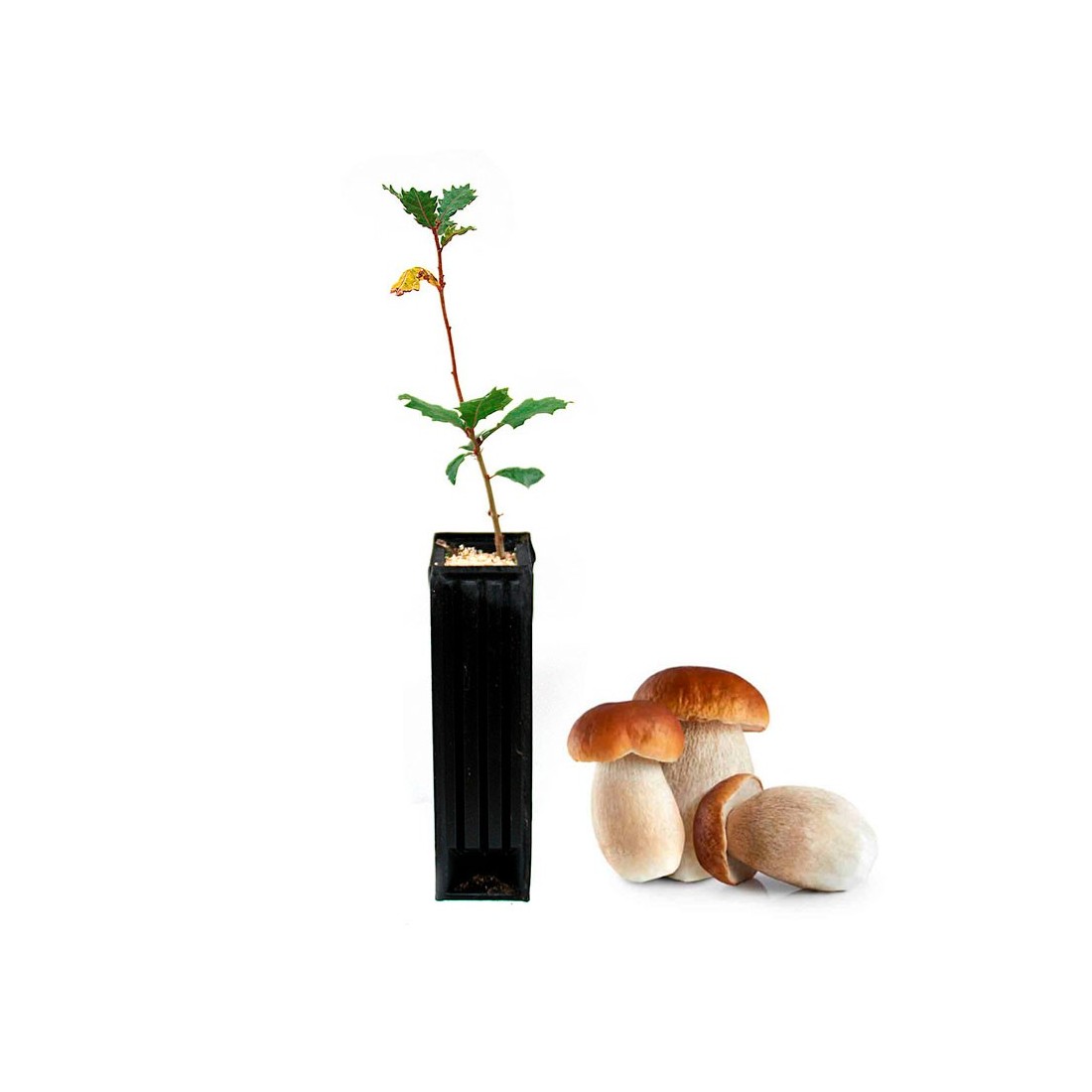 Quercus Robur Micorrizato con Boletus - 6 e 12 pz Quercus Robur Micorrizato con Boletus - 6 e 12 pz