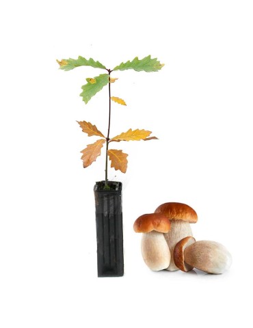 Quercus rubra Mycorrhized with Boletus edulis - 12 and 6 pcs