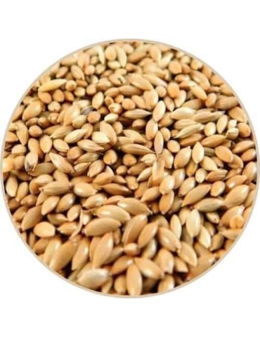 Grano de Cereal Esterilizado - Nutrición y Bienestar 2