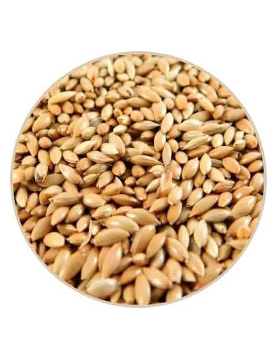 Grano di Cereale Sterilizzato - Nutrizione e Benessere