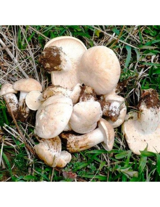 Dried perrechico