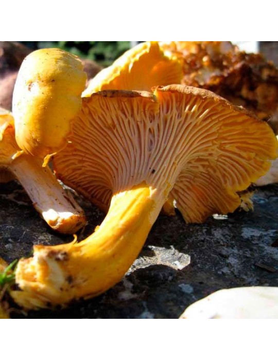 Chanterelles séchées