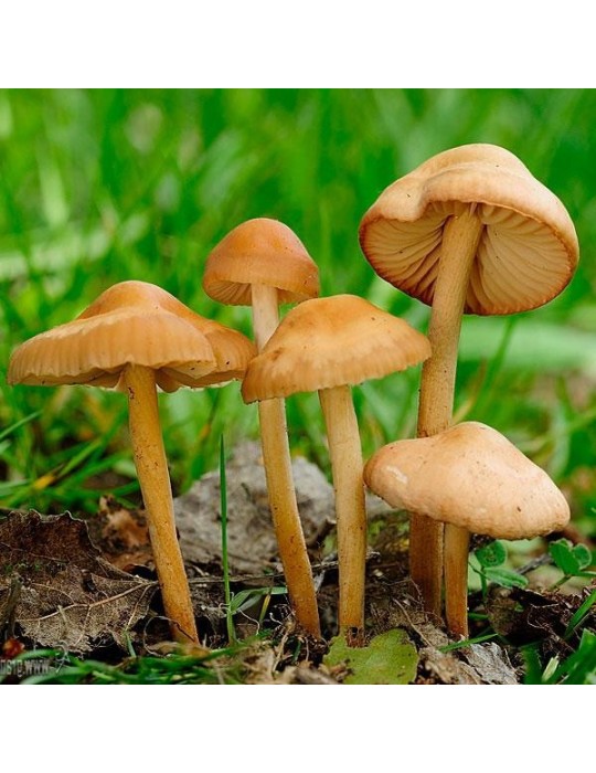 Dehydrated Senderuela