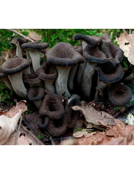 Trompeta de la muerte deshidratada