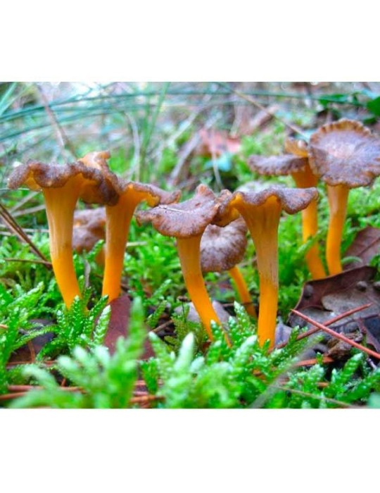 Trompeta amarilla deshidratada