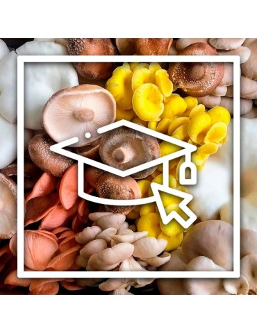 Grow mushrooms at home