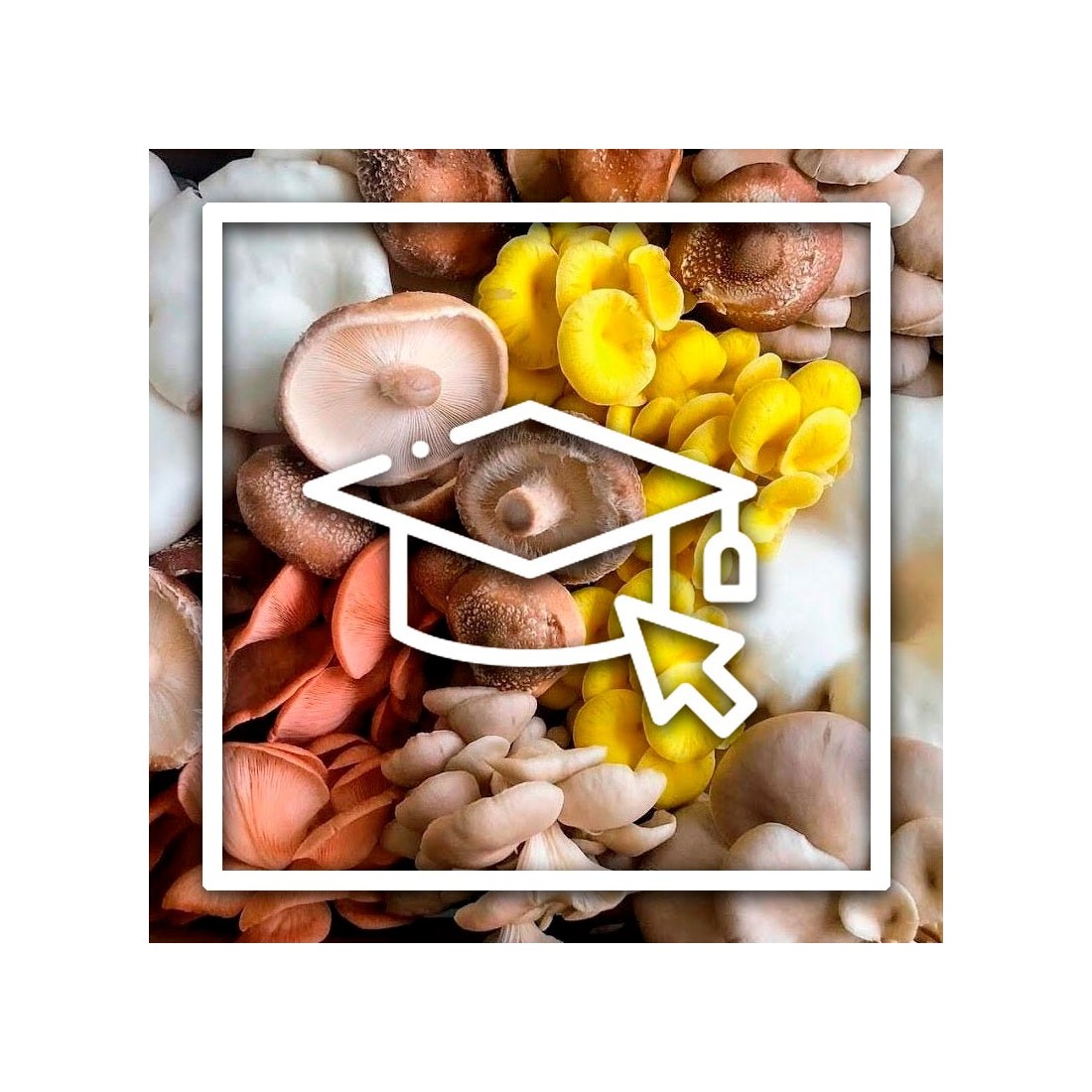 Cultivar cogumelos em casa Cultivar cogumelos em casa