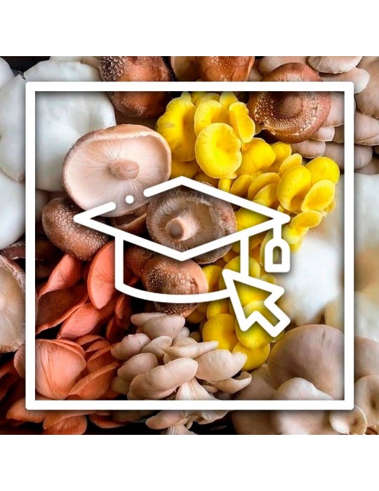 Cultivar cogumelos em casa Cultivar cogumelos em casa