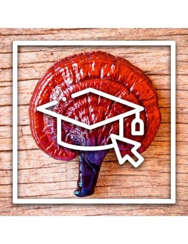 Learn how to grow medicinal mushrooms