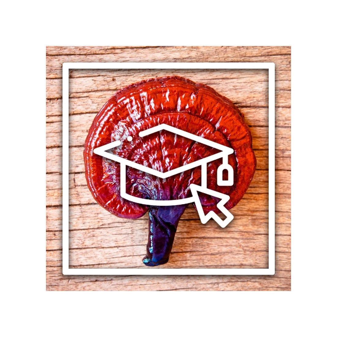 Learn how to grow medicinal mushrooms Learn how to grow medicinal mushrooms