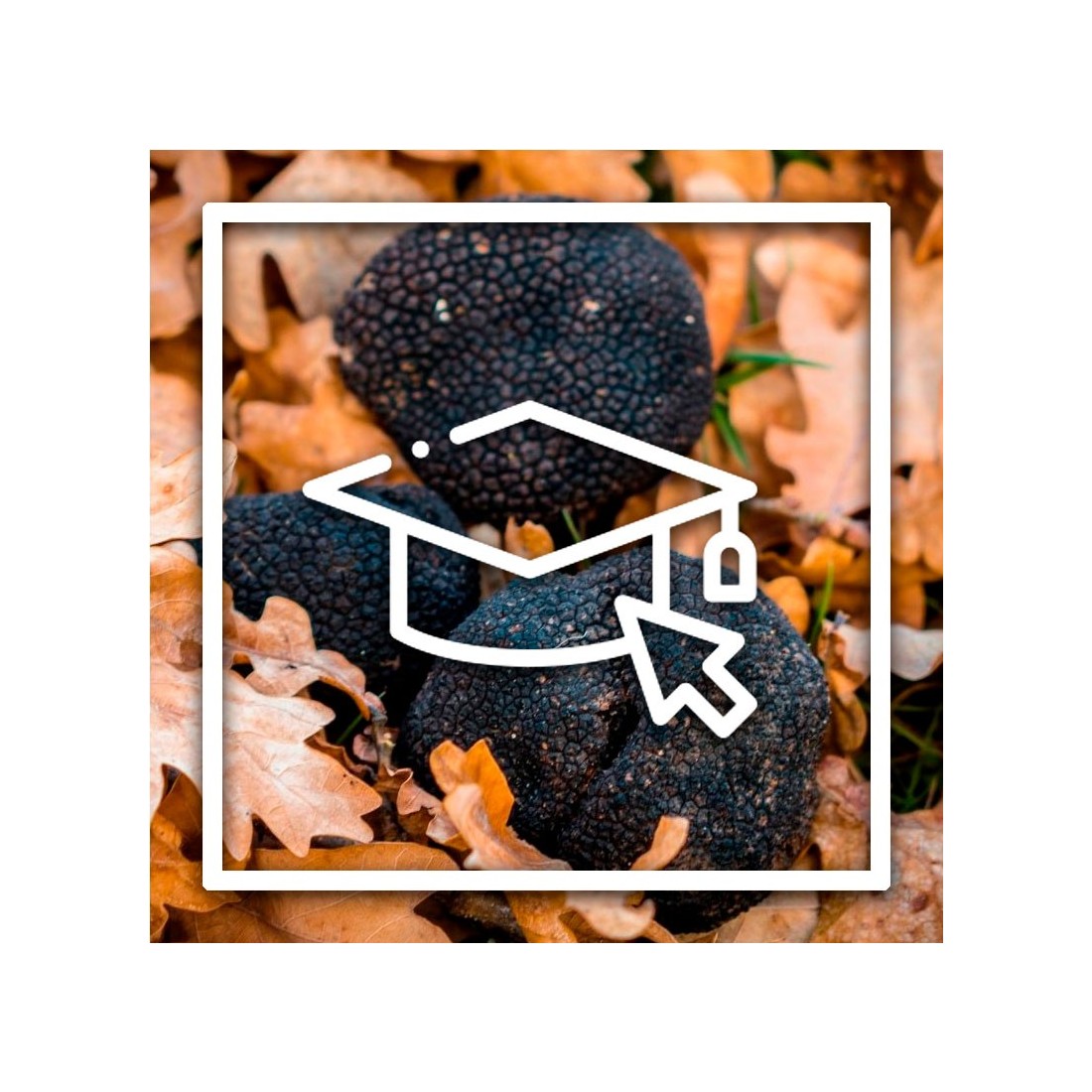 Curso de Truficultura