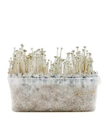 Pan de setas Panaeolus Cyanescens Copelandia