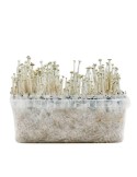 Bloc de champignon Panaeolus cyanescens Copelandia (génotype TTBVI)