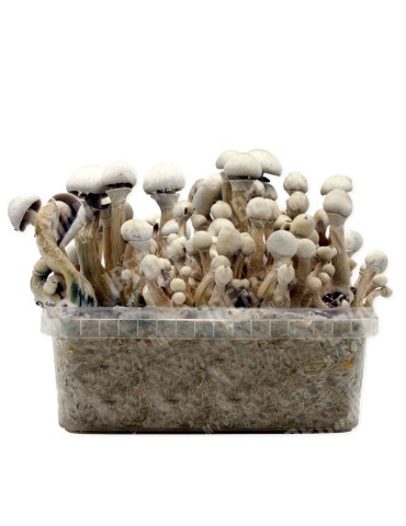 Psilocybe TATANDI LEUCISTIC, variété hybride, kit de culture