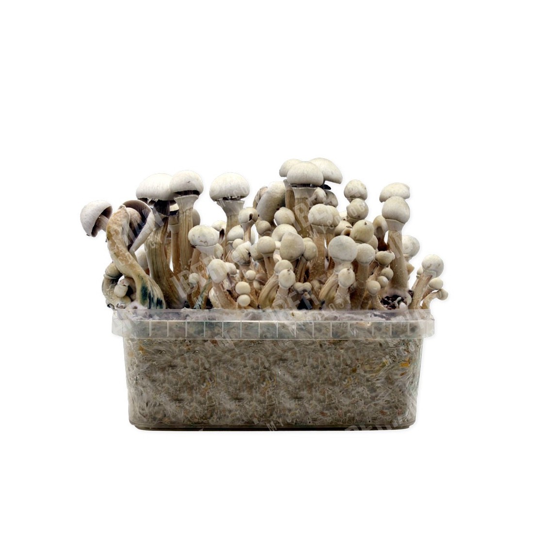 Psilocybe TATANDI LEUCISTIC Growing kit, hybrid strain Psilocybe TATANDI LEUCISTIC Growing kit, hybrid strain
