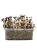 Psilocybe TATANDI LEUCISTIC Growing kit, hybrid strain