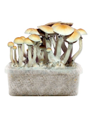 Anbausatz von Psilocybe BLUE MELANIE, Hybridsorte