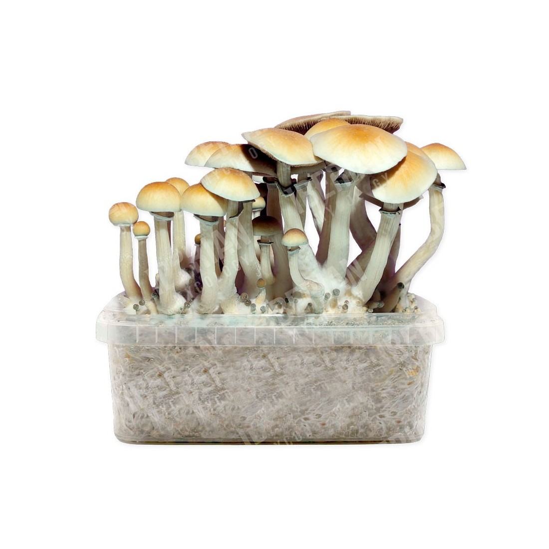 Kit de cultura de Psilocybe BLUE MELANIE, variedade híbrida Kit de cultura de Psilocybe BLUE MELANIE, variedade híbrida