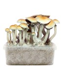 Kit de culture de Psilocybe BLUE MELANIE, variété hybride