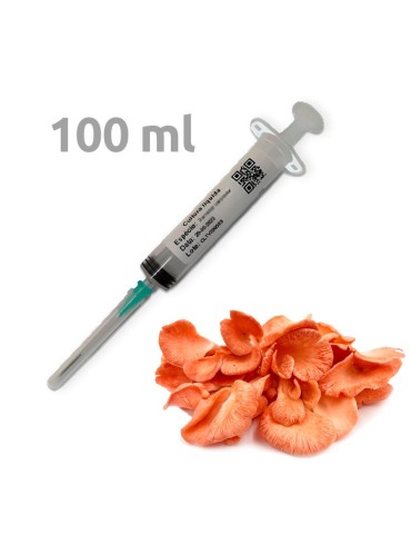 100 ml de micélio-mãe em seringa - Ostra-rosa, P. djamor