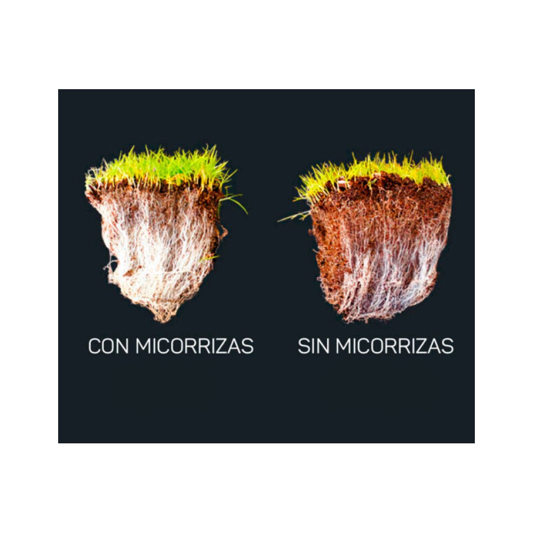 Ectomicorrizas em Pó - Aumenta Nutrientes e Resistência...